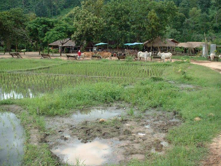 klik hier voor de originele foto (239kB - 1280x960)