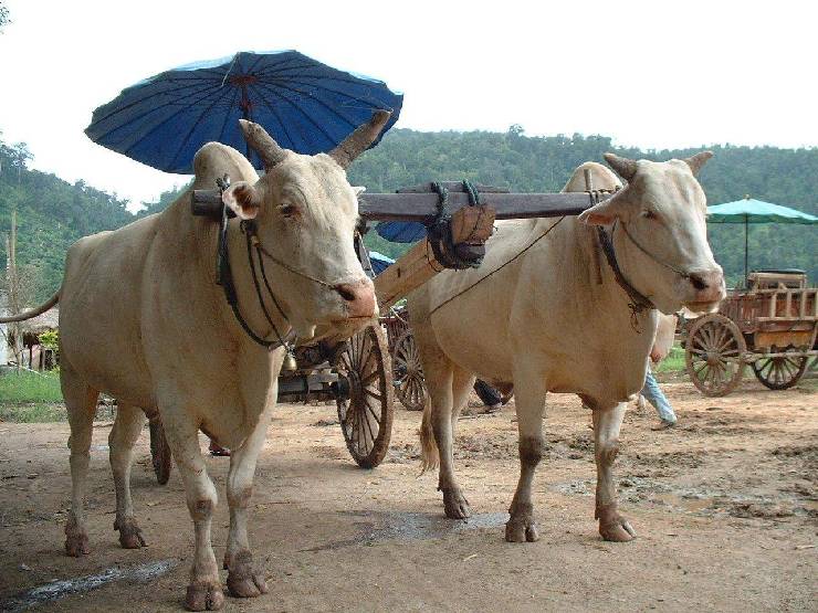 klik hier voor de originele foto (195kB - 1280x960)