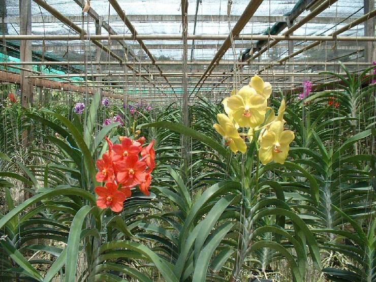 klik hier voor de originele foto (263kB - 1280x960)