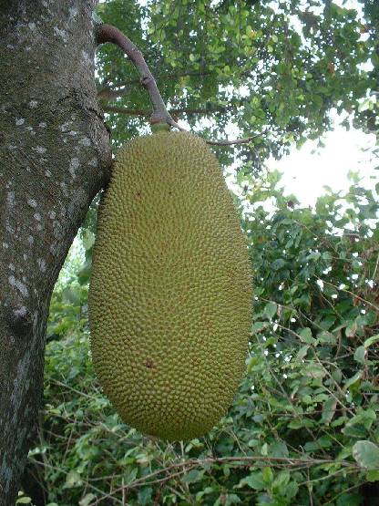 klik hier voor de originele foto (238kB - 960x1280)